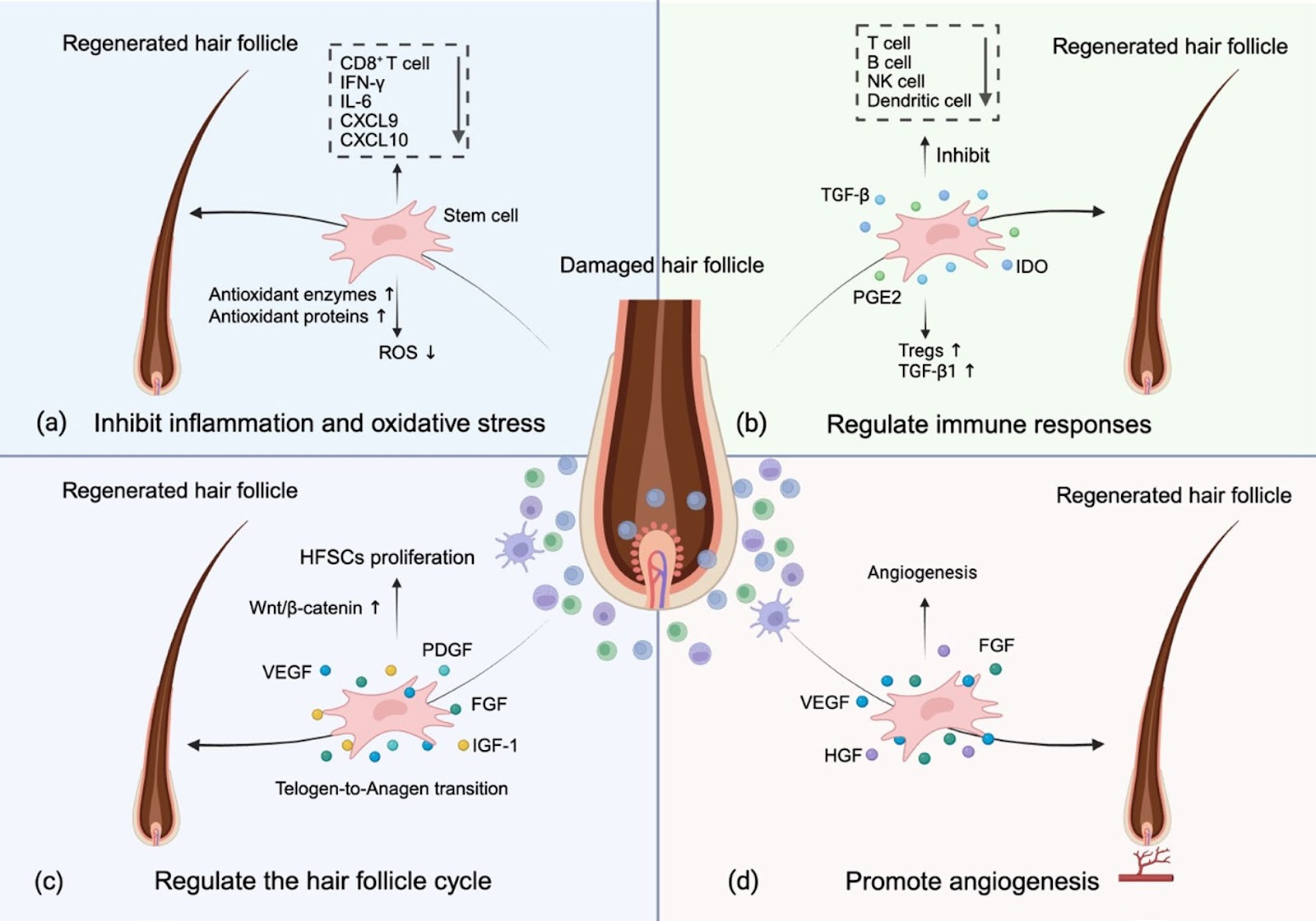 Stem cell-based therapies for alopecia areata: a narrative review