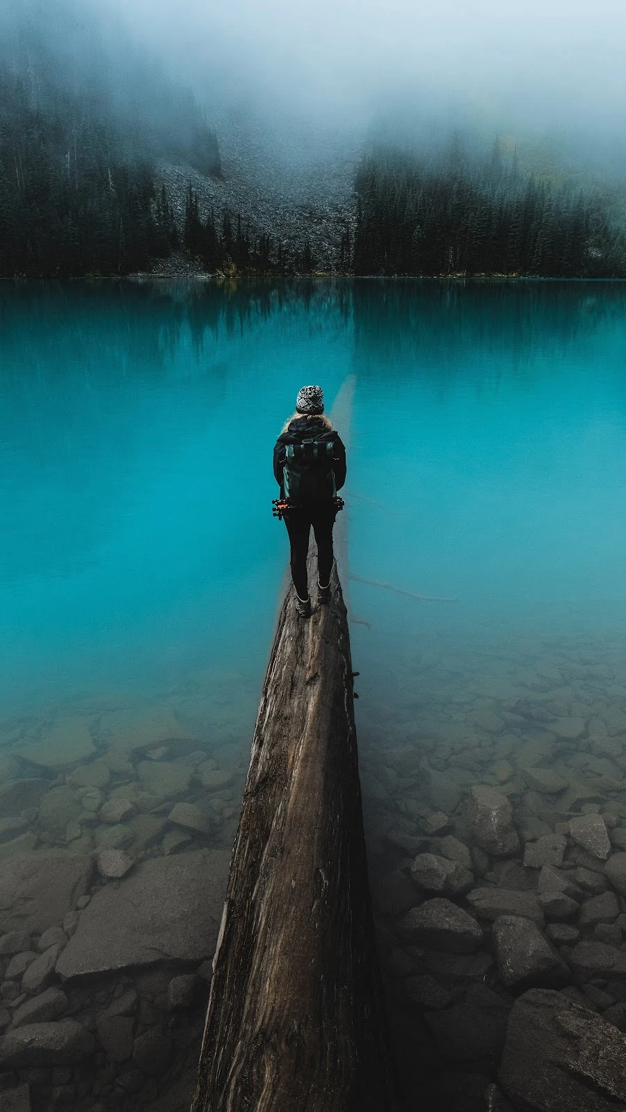 A Cool Tree, Loch, Reflection, Sky, Water 5K iPhone Wallpaper for Free Download in High Quality [3510x6240]
