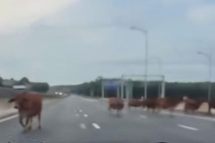 Quảng Trị: Bò thả rông đi 'lọt' cao tốc - Báo Văn hóa