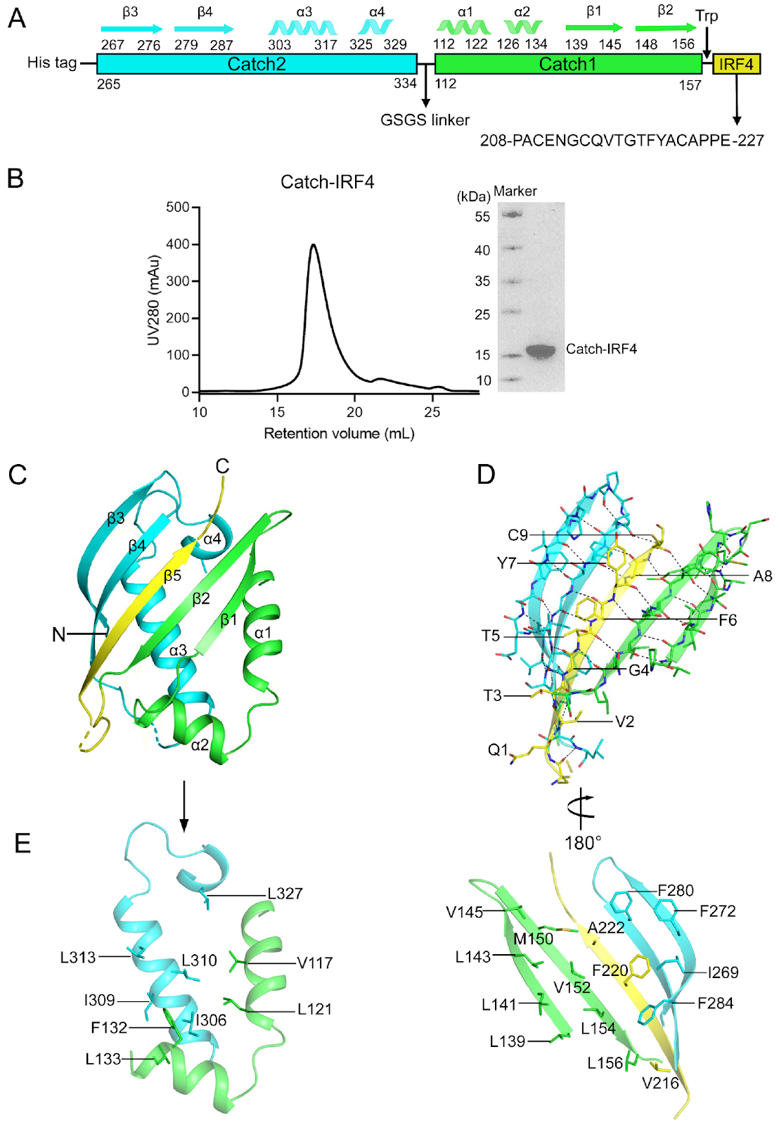 Biochemical and Structural Studies of the Midnolin Catch Domain Bound with Both Wild-Type and Mutant IRF4 Peptides Reveal the Molecular Basis for Its Broad Substrate Specificity