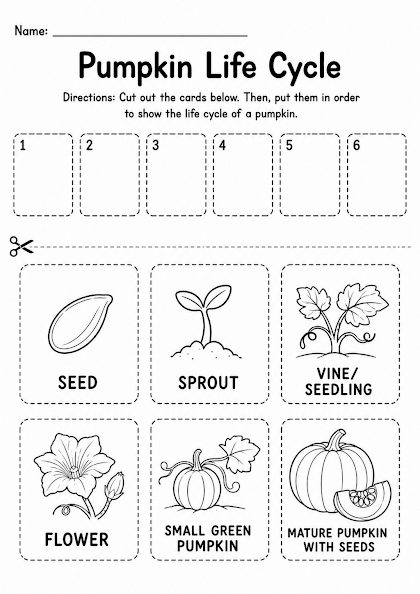 Pumpkin Life Cycle Worksheet