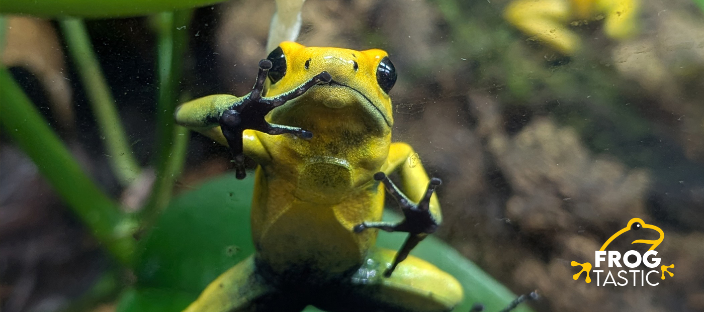Glass Climbing: Why Is My Dart Frog Climbing the Walls?