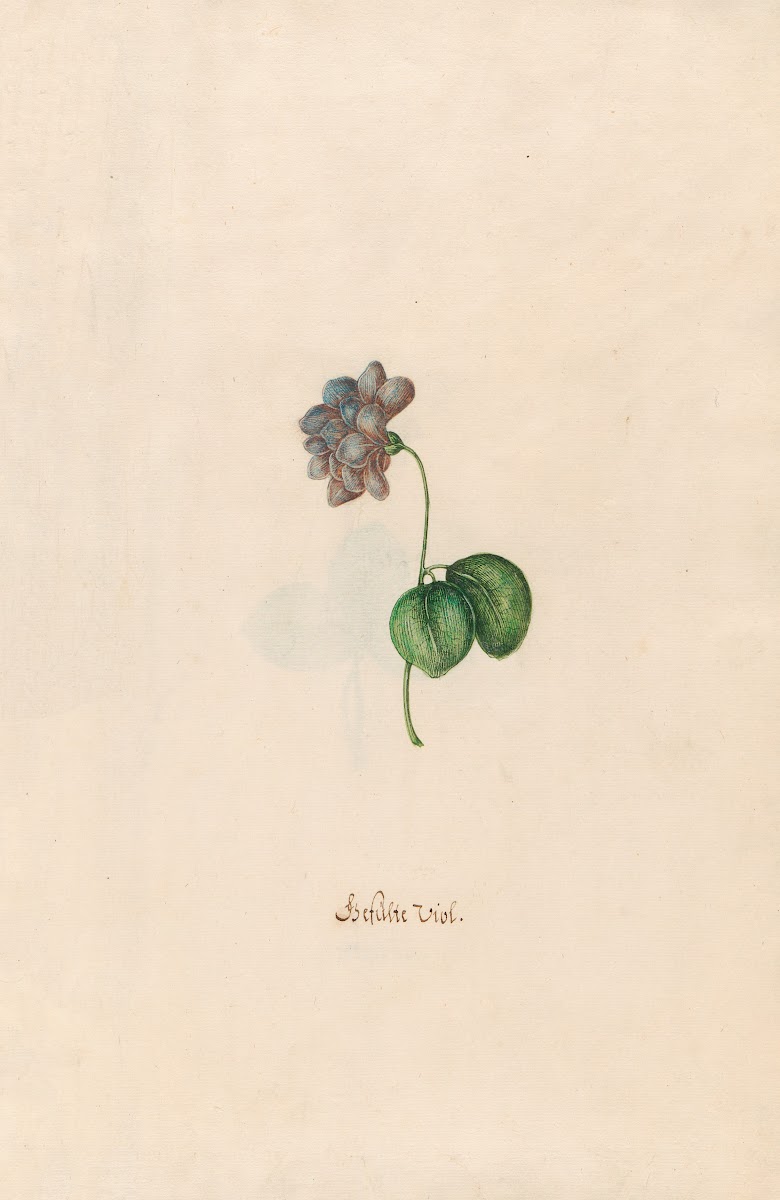 Gefüslte Viol 1692