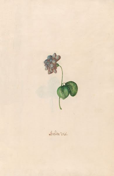 Gefüslte Viol 1692