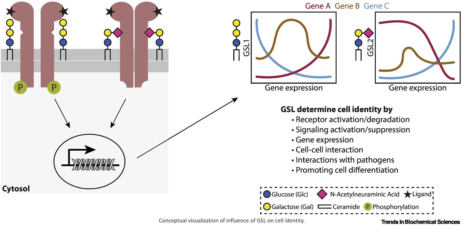Glycosphingolipids in cell identity: Biosynthesis, functions, and emerging tools
