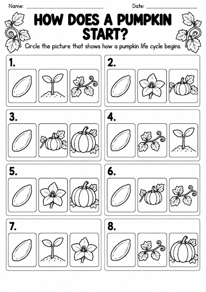 Pumpkin Life Cycle First Stage Worksheet