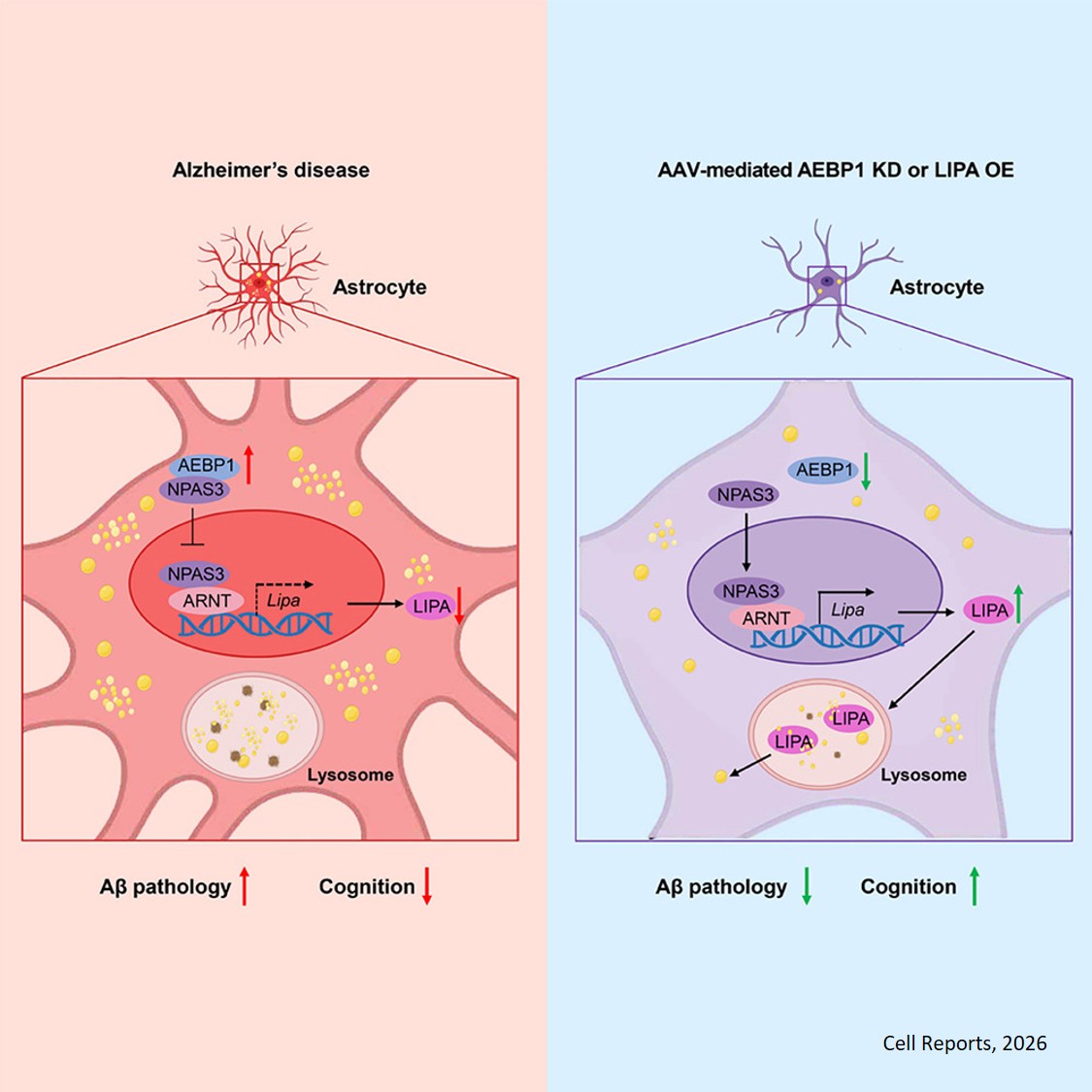 Astrocytic AEBP1-NPAS3-LIPA pathway coordinates cholesterol homeostasis to regulate Alzheimer’s pathology