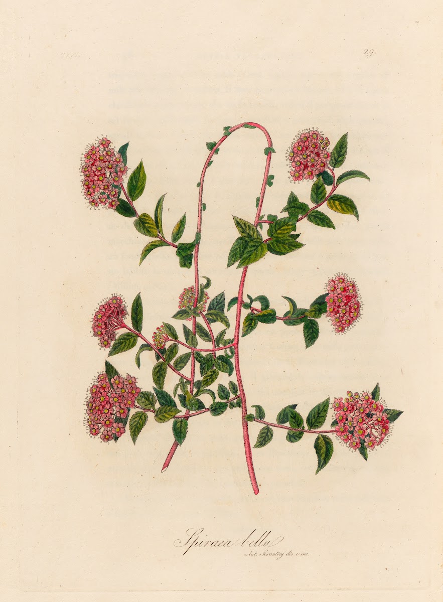 Spiraea bella 1818 1824