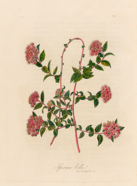 Spiraea bella 1818 1824