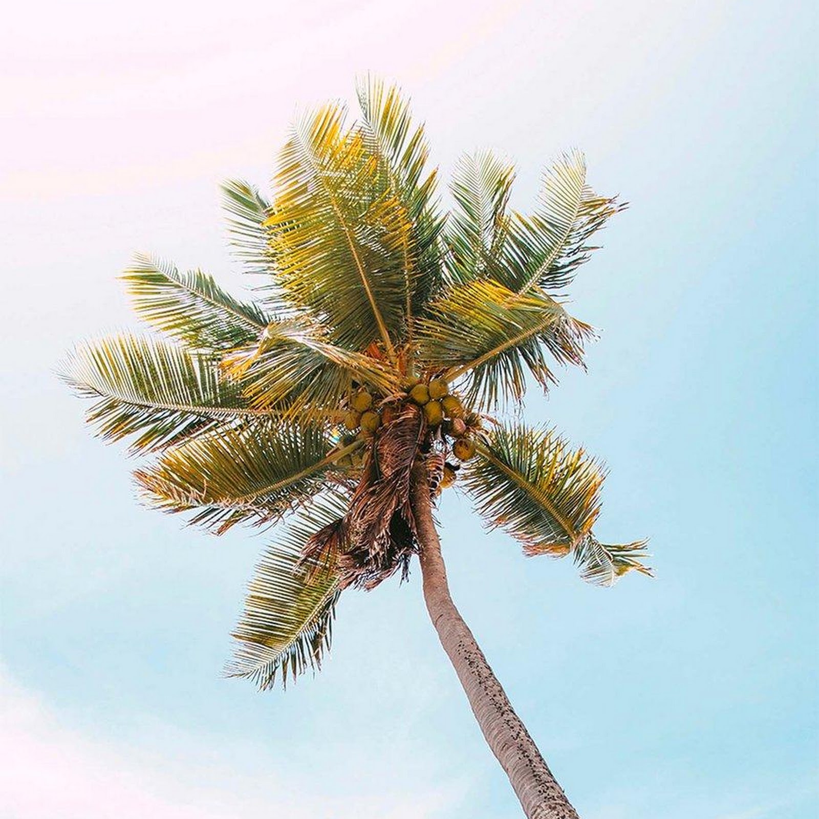 Download Tropical Palm Tree Against Sky iPhone