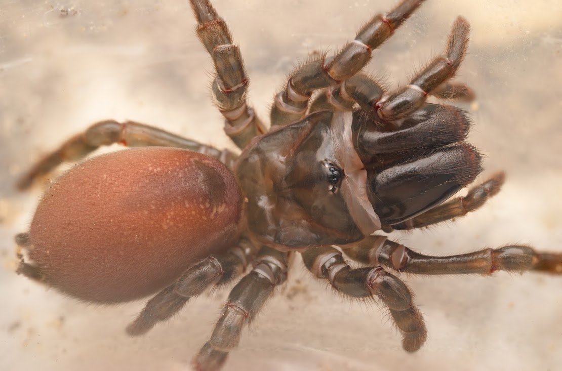 Atypus affinis