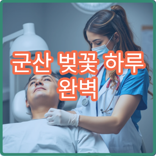 군산 벚꽃 하루 완벽 동선 개정리+경암동+선유도 시간표 완성