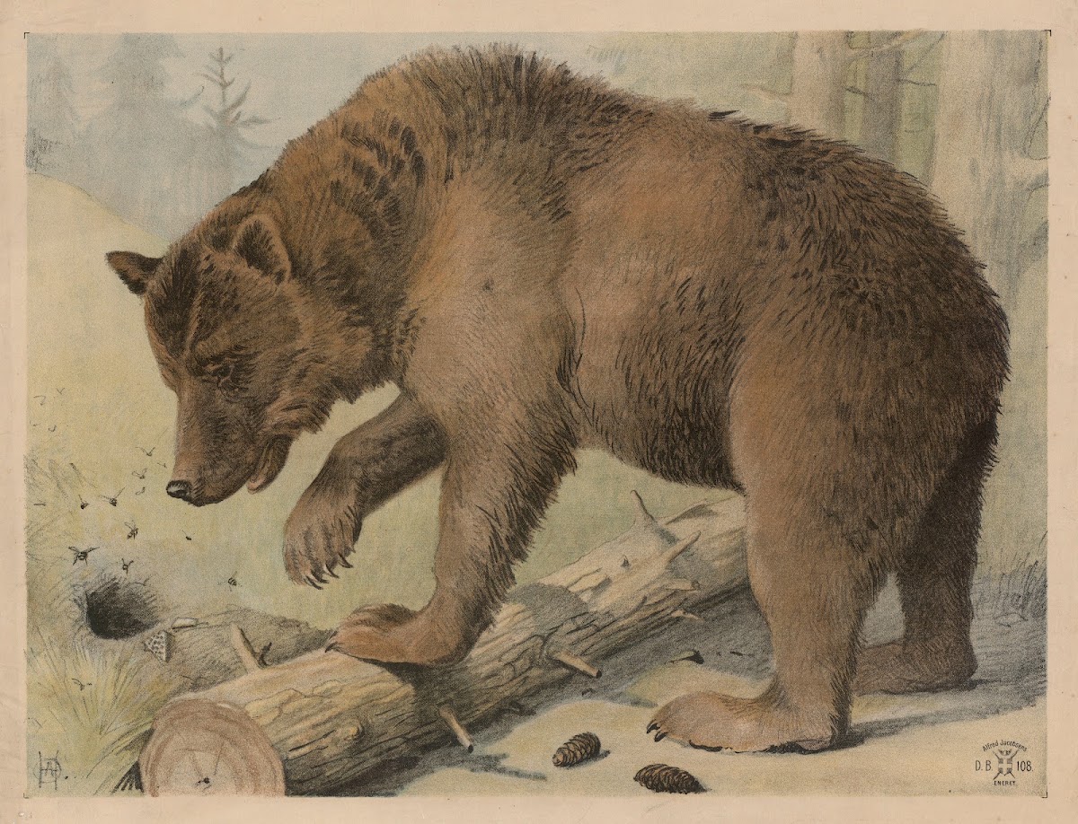 Bjørn 1892