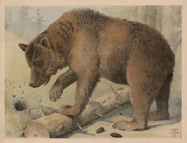 Bjørn 1892