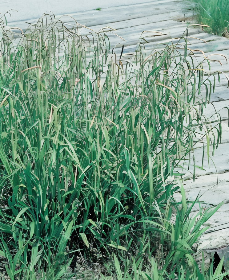 Carex pendula Maxima in riva al laghetto, con fogliame ricadente verde brillante