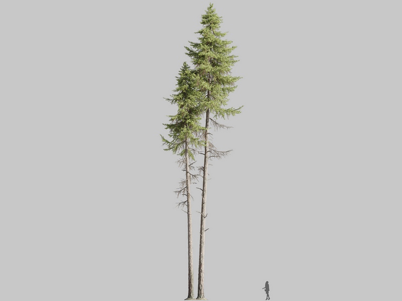 Maxtree - Plant Models Vol.126