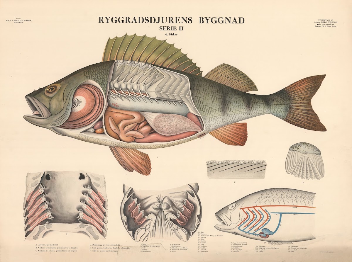 Perch 1948