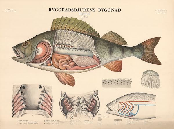 Perch 1948