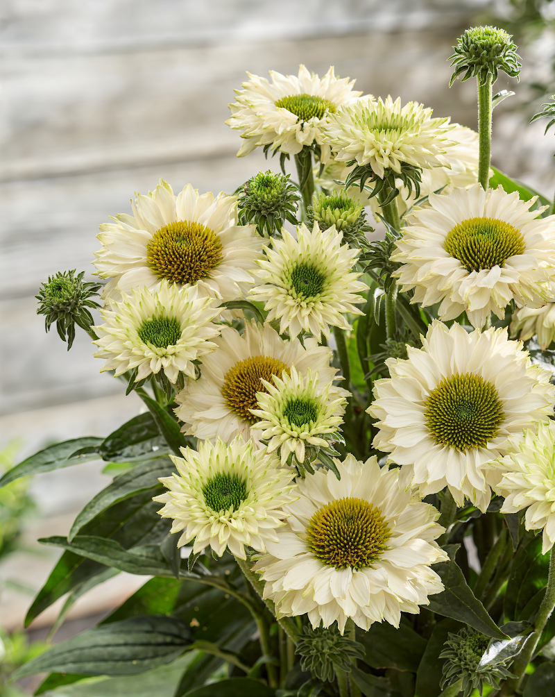 Echinacea purpurea 'Sunseekers White Perfection' in fiore nel giardino naturalistico