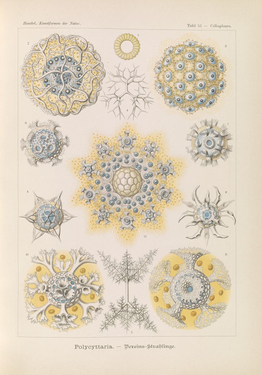 Polycyttaria  Vereins Strahlinge 1904