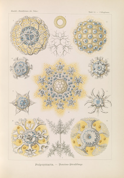 Polycyttaria  Vereins Strahlinge 1904