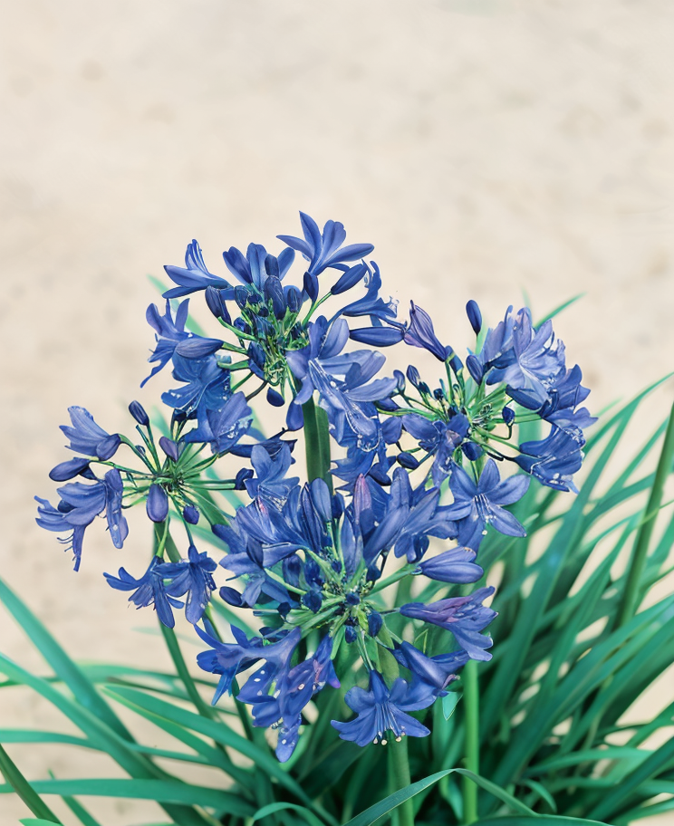 Agapanthus 'Black Pantha' in piena fioritura, fiori viola scuro nel giardino