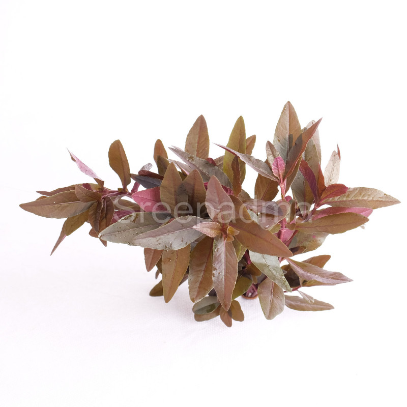 Alternanthera Sessilis