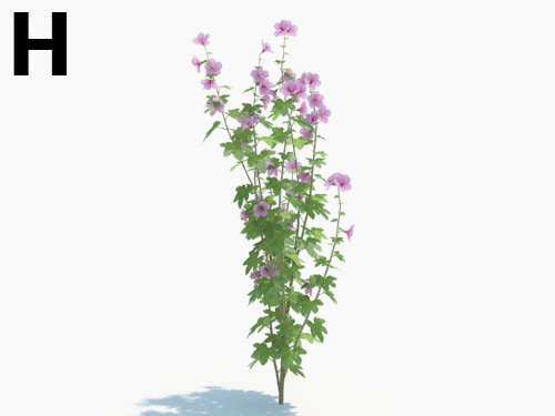 Maxtree - Plant Models Vol.3