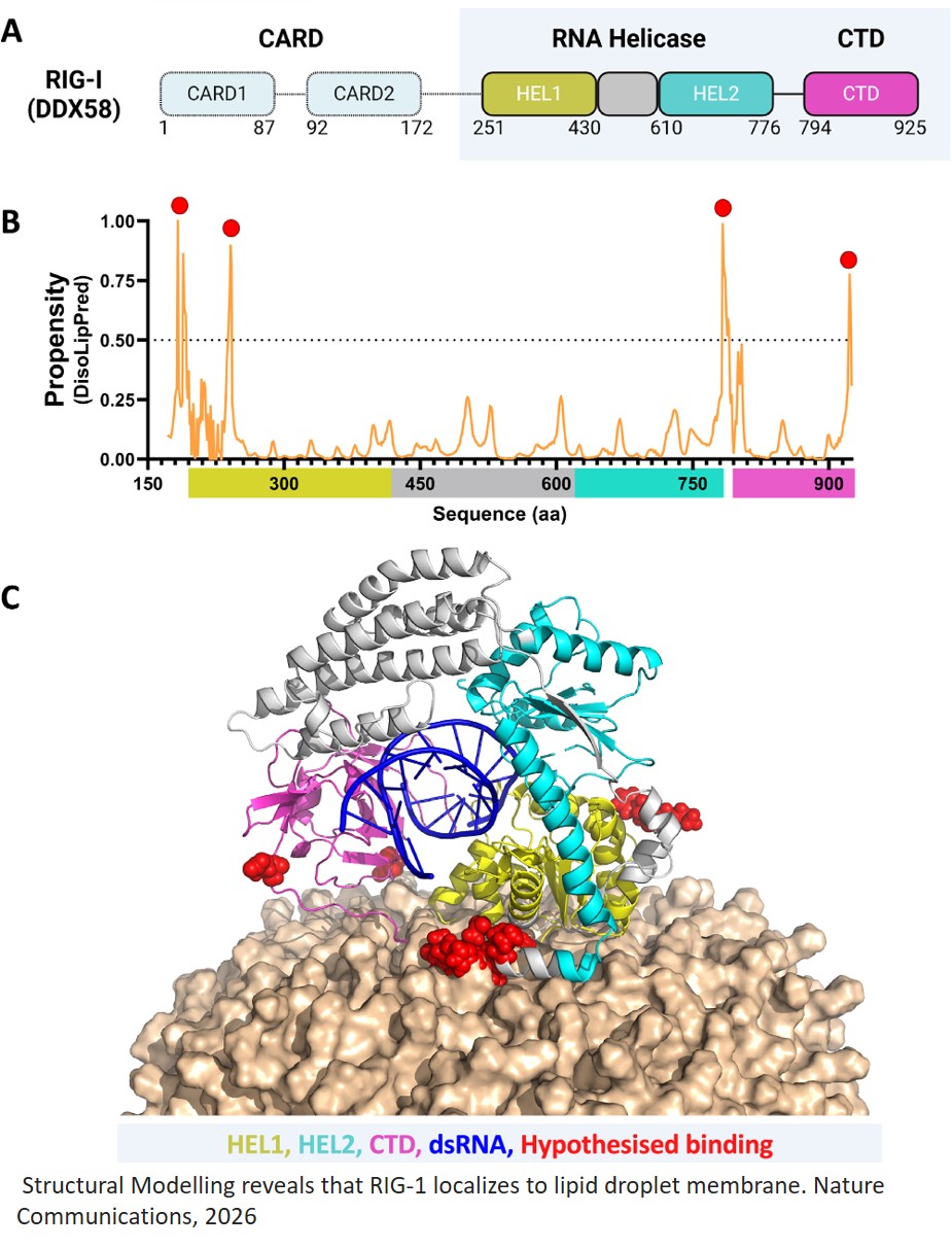 Integrative proteomics and lipidomics reveals dual roles for lipid droplets in the host cell antiviral response