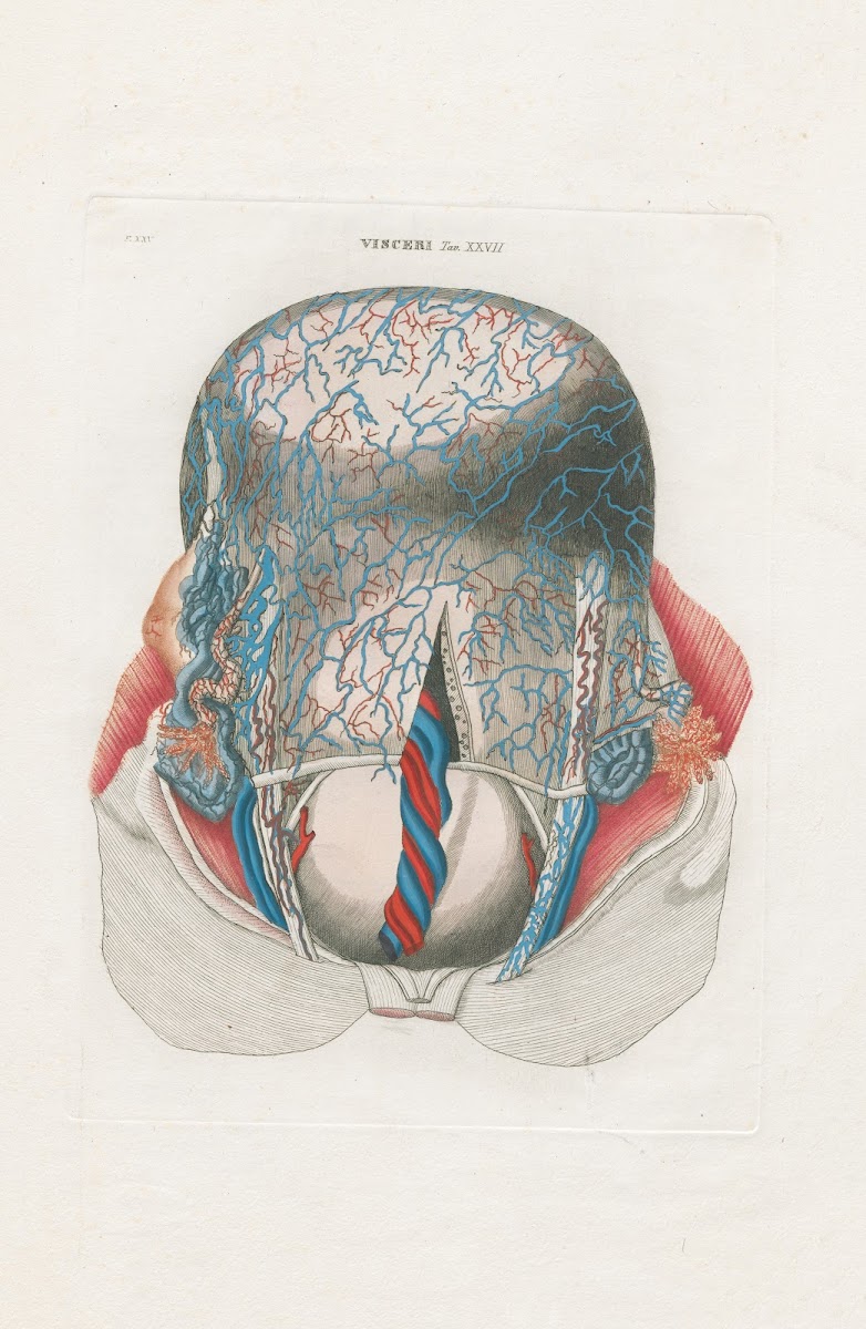 Anatomia Universale Pl75 1833