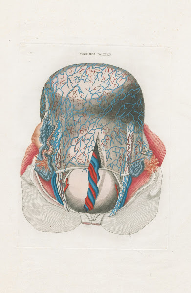 Anatomia Universale Pl75 1833