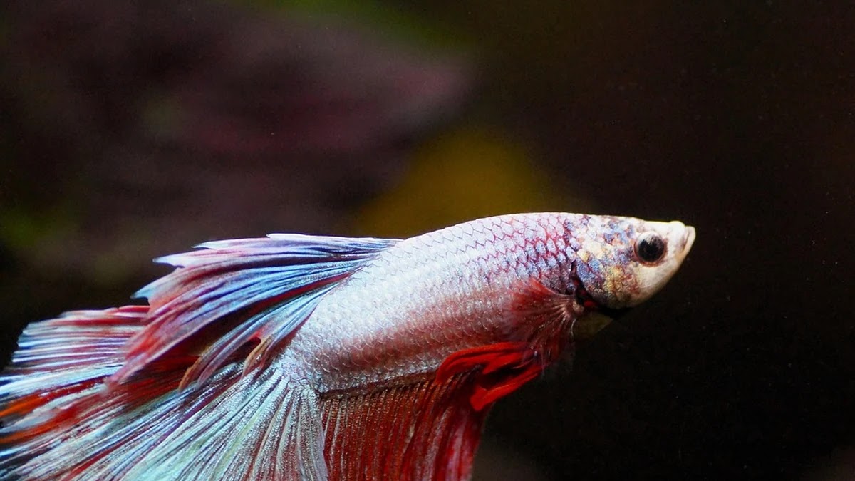 혈당 조절에 영향을 미치는 인슐린 분비 구조와 작용 원리