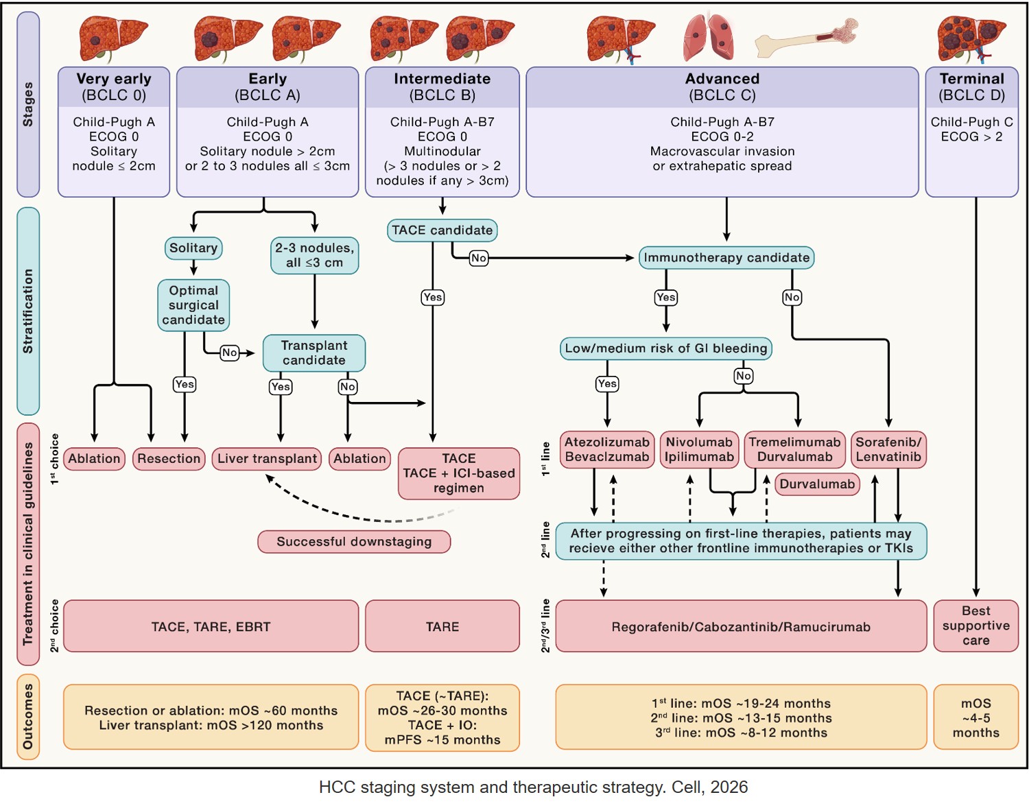 Hallmarks of liver cancer: Therapeutic implications