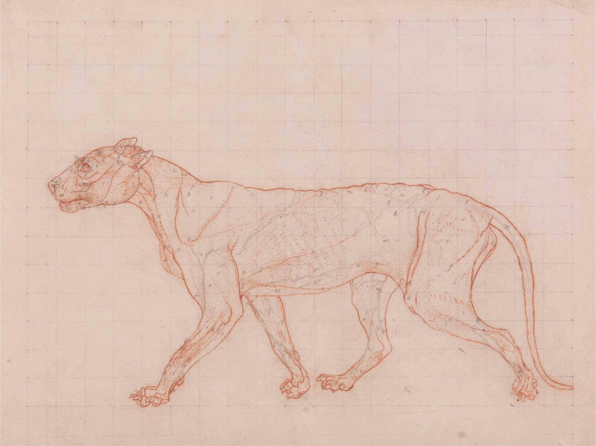 Tiger Body Lateral View 1795 to 1806