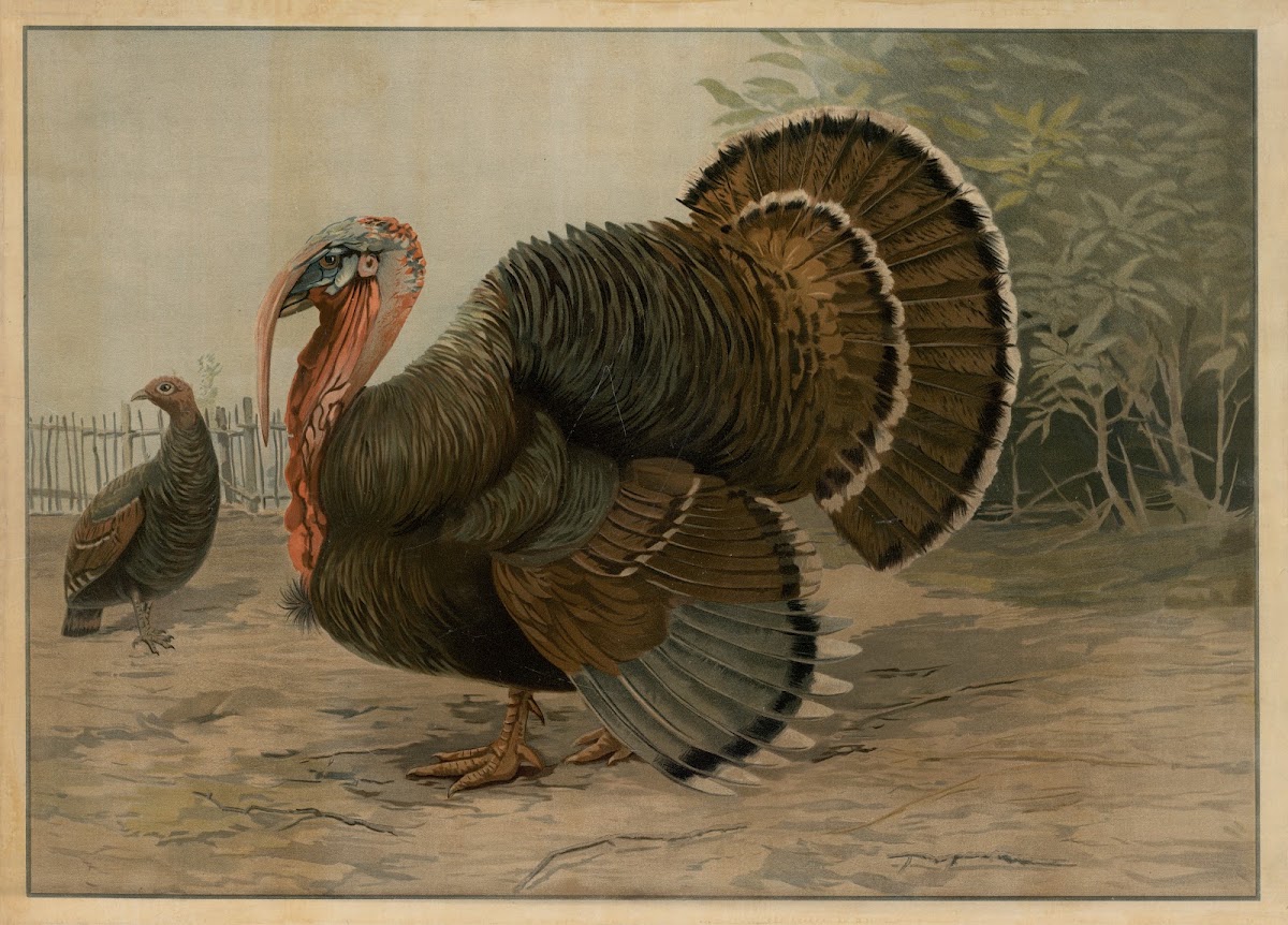 Turkey 1913