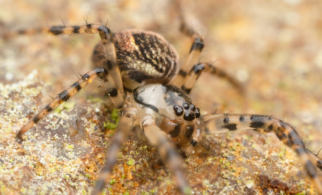 Metellina merianae