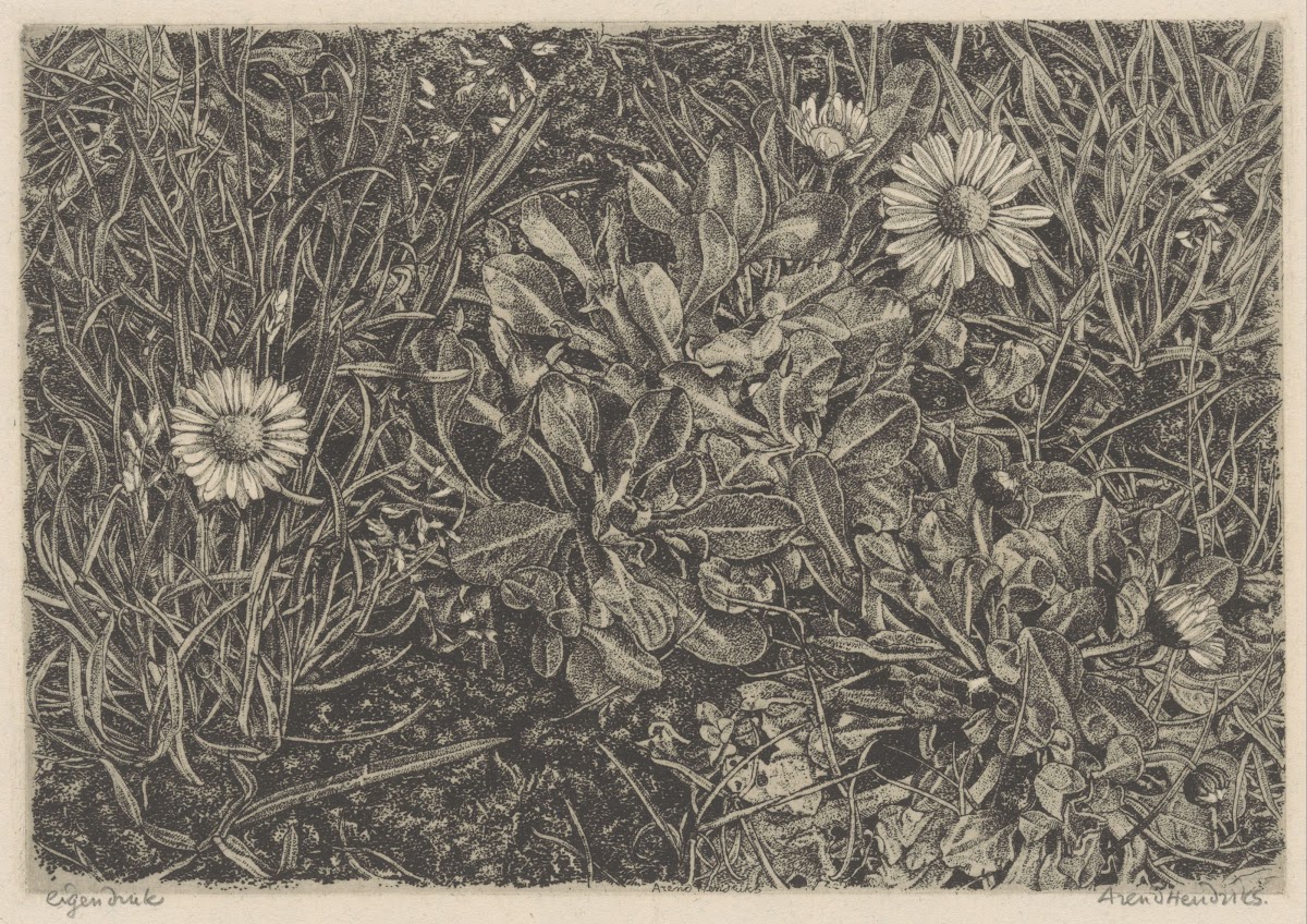 Madelieven in het gras 1911   1943