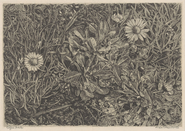 Madelieven in het gras 1911   1943