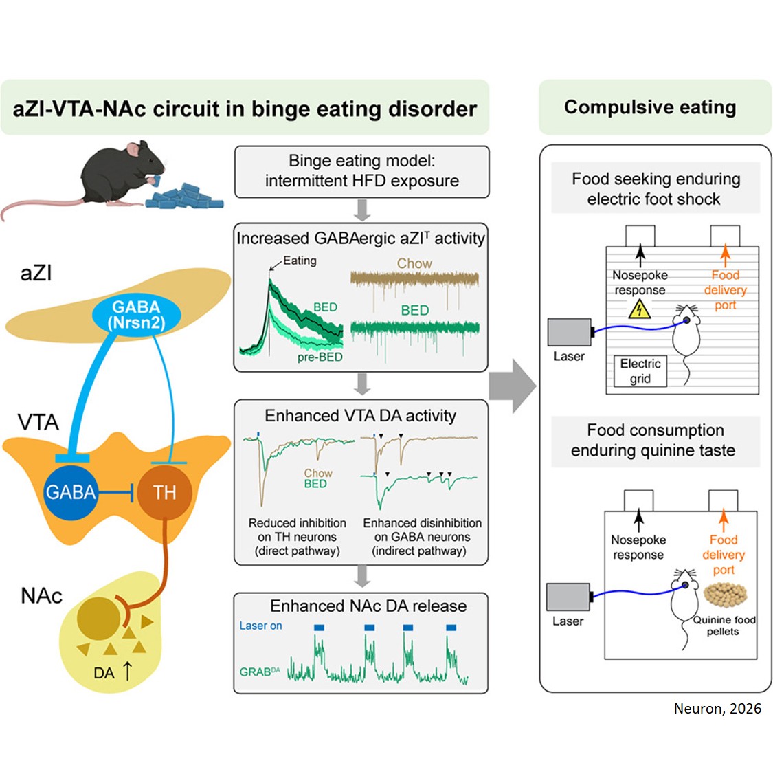 Anterior zona incerta to ventral tegmental area  circuit controls compulsive eating in a binge-eating- disorder mouse model