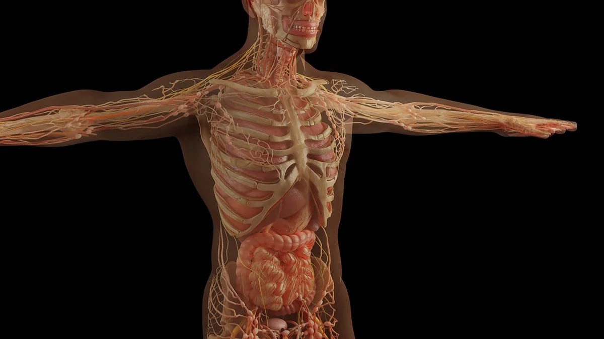 간 기능 수치별 이상 신호와 신체 구조 변화 이해하기