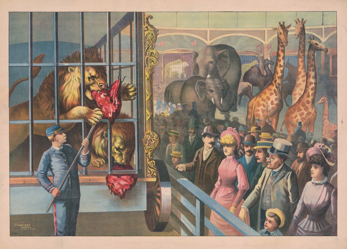 An animal keeper feeding raw meat to lions in a circus cage as spectators watch