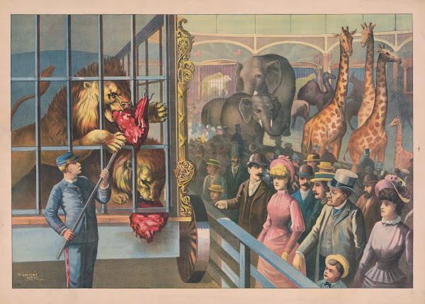 An animal keeper feeding raw meat to lions in a circus cage as spectators watch