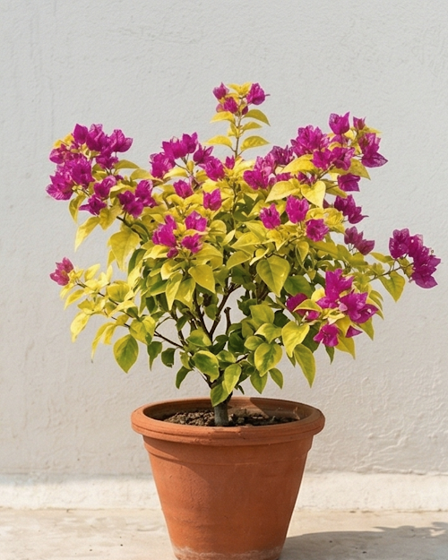 Imported Golden Butter Cup Bougainvillea Plant