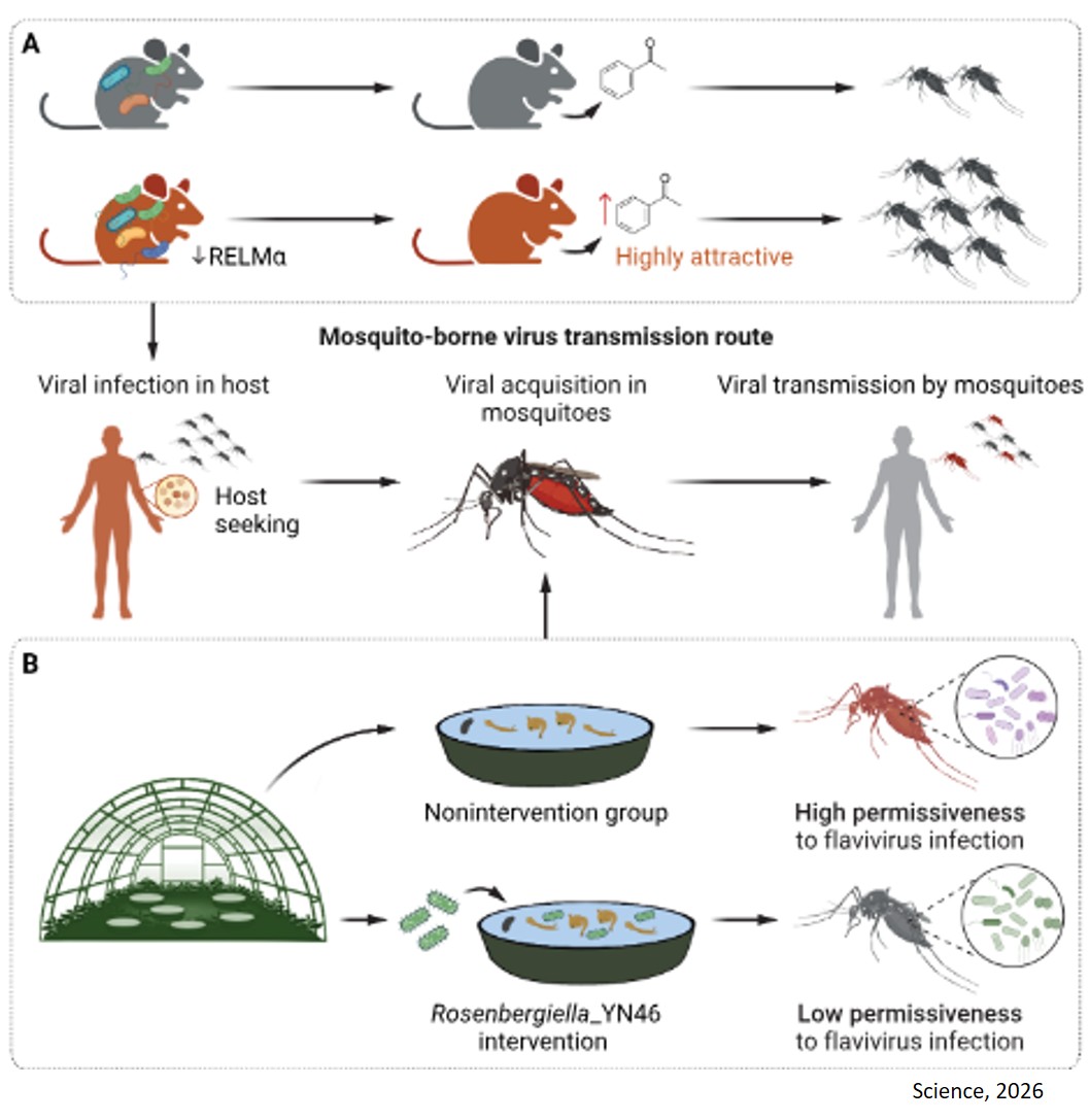 Microbiota’s hidden role in mosquito-borne disease