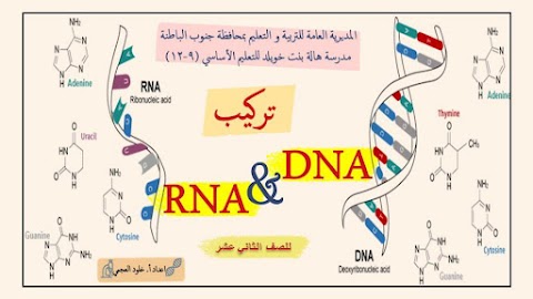 ملخص درس تركيب DNA وRNA - أحياء الصف 12 الفصل 1