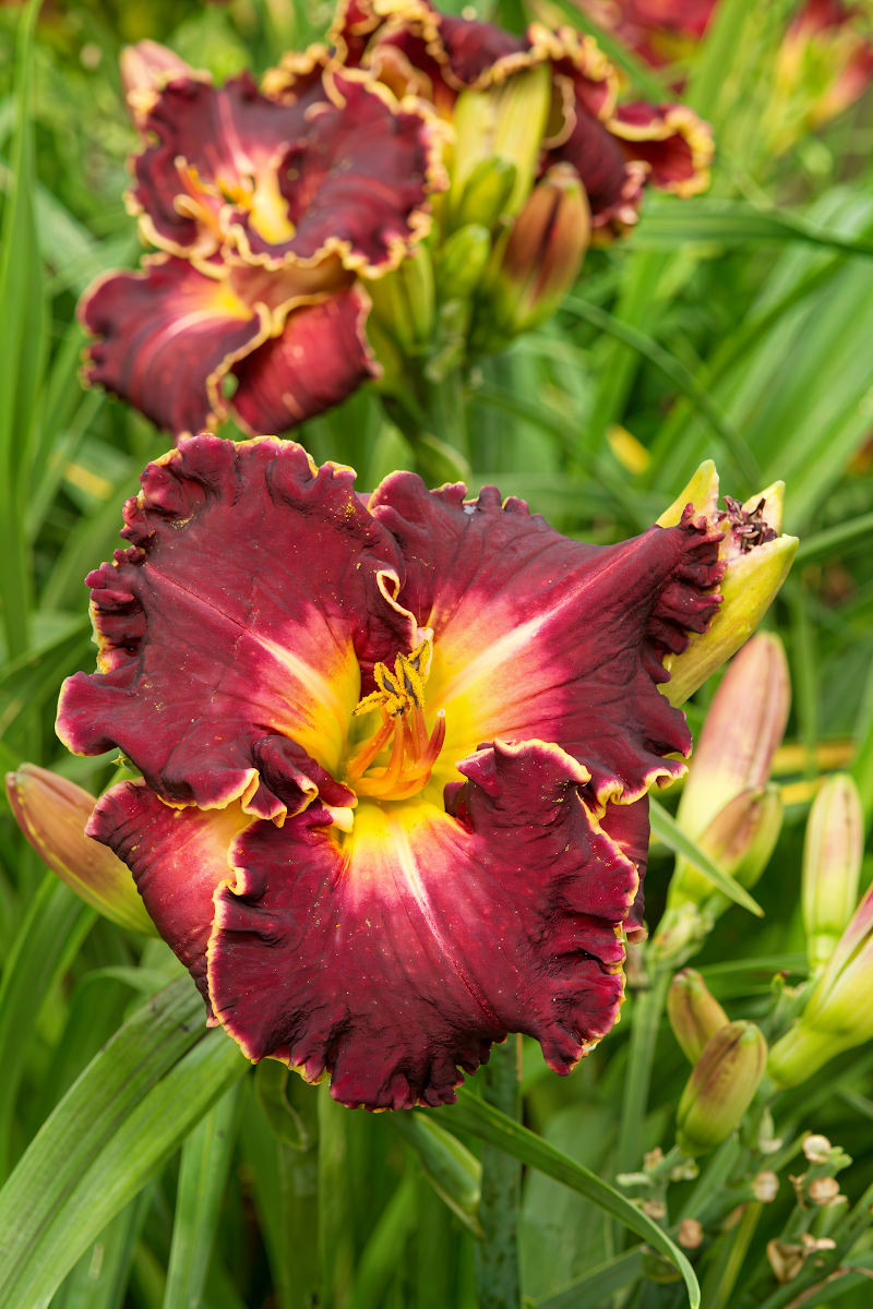 Hemerocallis Rifiorenti Collezione Excellent in piena fioritura, gigli di un giorno arancioni.