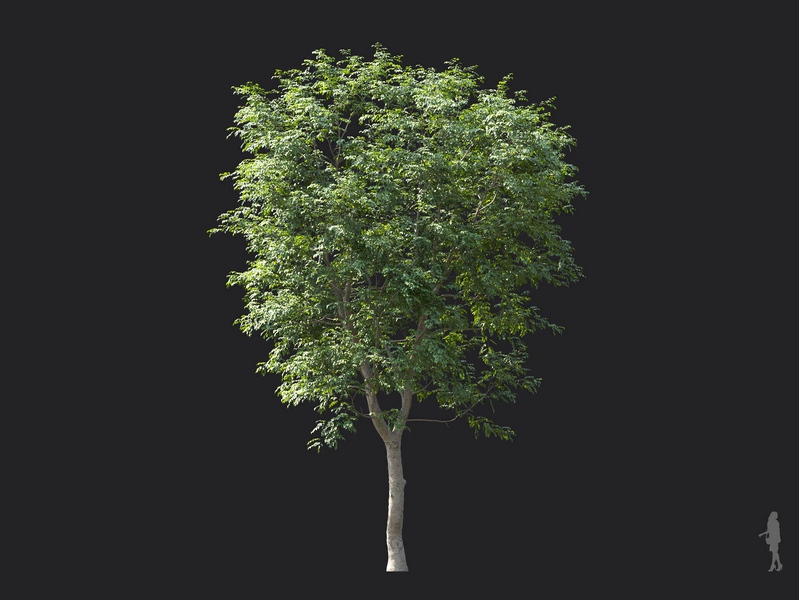 Maxtree - Plant Models Vol.124