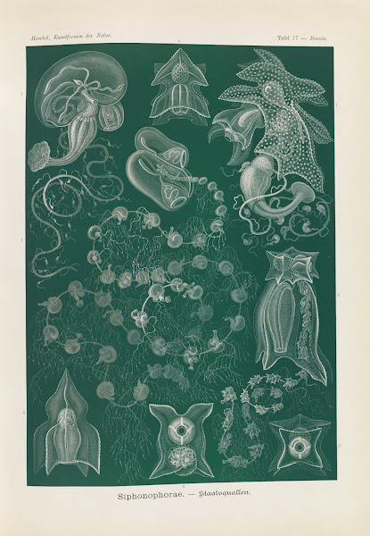 Siphonophorae  Staatsquallen 1904