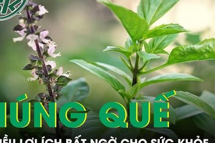 Ăn húng quế thường xuyên có thể mang lại nhiều lợi ích bất ngờ cho sức khỏe - Báo Sức Khỏe &amp; Đời Sống
