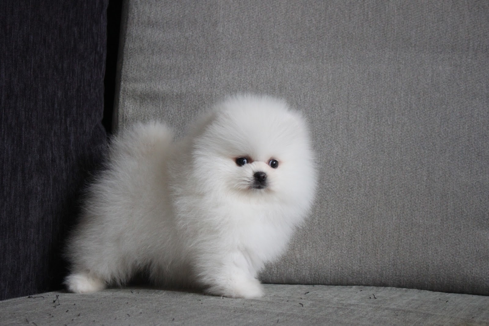 12/11出生 高端優質迷你爆毛松鼠白博美妹妹